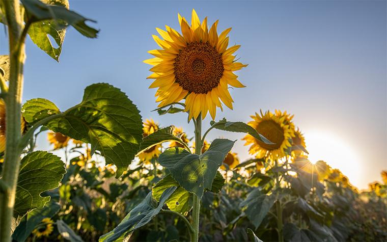 sunflower