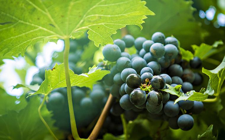 Grapes growing