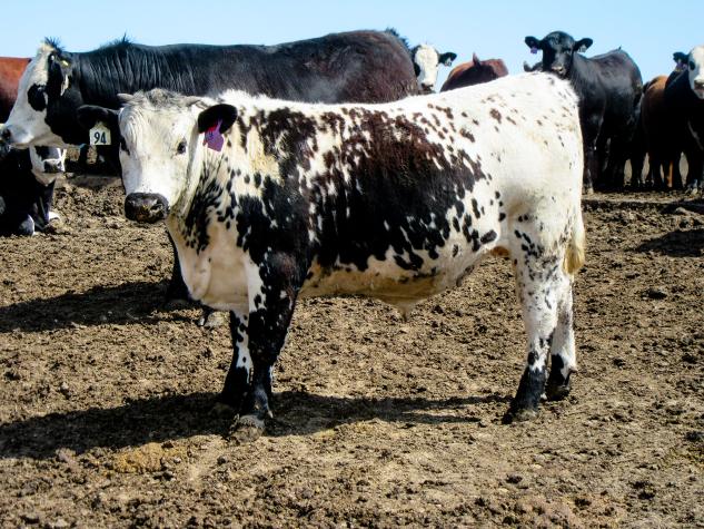 Don’t judge a steer’s worth until total performance is obtained.Eldon Cole 