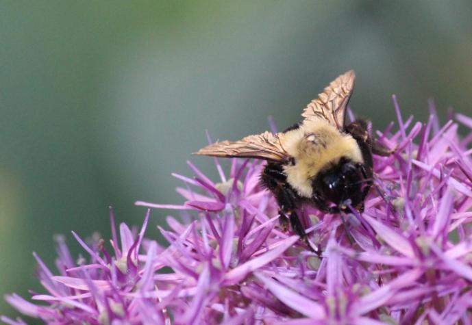 Allium flowers are filled with sweet nectar that attracts honeybees, bumblebees and other pollinators.National Garden Bureau Inc.