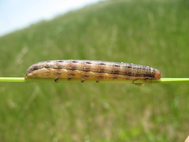 True armyworm larvae can be identified by the orange stripe srunning longitudinally down the body and dark triangular spots on the prolegs. Photo courtesy of G. Luce, University of Missouri.