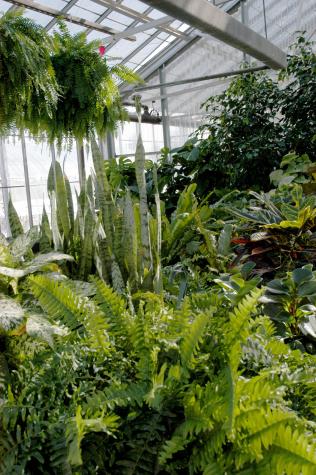 Assorted houseplants at an MU research greenhouse in Columbia.Debbie Johnson