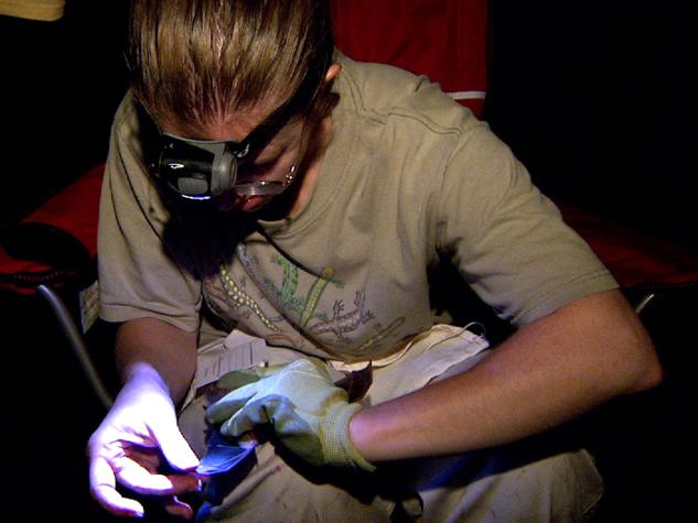 Biologist Bree McMurray examines a bat at the Aug. 2009 Bat Blitz, Wappapello, Mo.MU Cooperative Media Group 