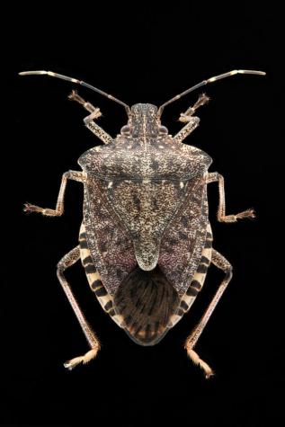 Brown marmorated stink bug.