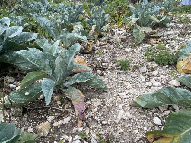 Poor soils complicate large-scale crop production in the Bahamas. Photo courtesy of Debi Kelly.