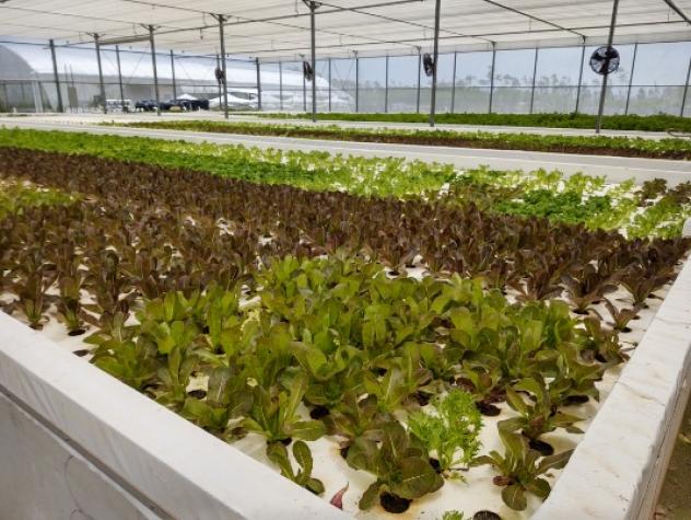 The specialists toured Lucayan Tropical Produce, a large, Netherlands-backed hydroponic operation growing greens and cucumbers. Photo courtesy of Pat Miller.