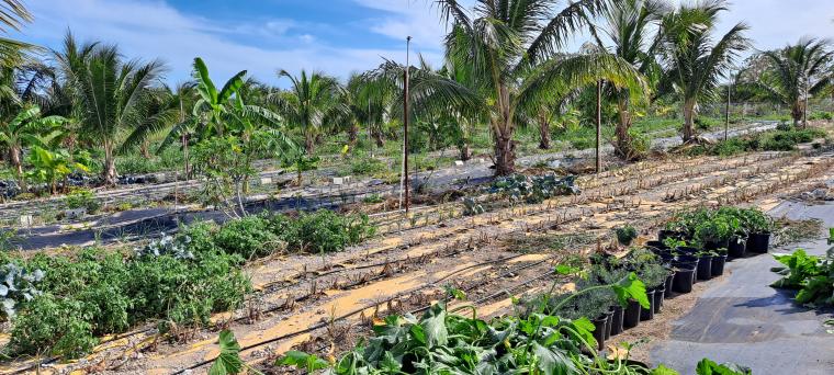 Much of the “soil” in the Bahamas is just sand and rock. This third-generation farm is experimenting with planting fruits and vegetables in pots rather than directly into the ground. Photo courtesy of Debi Kelly.