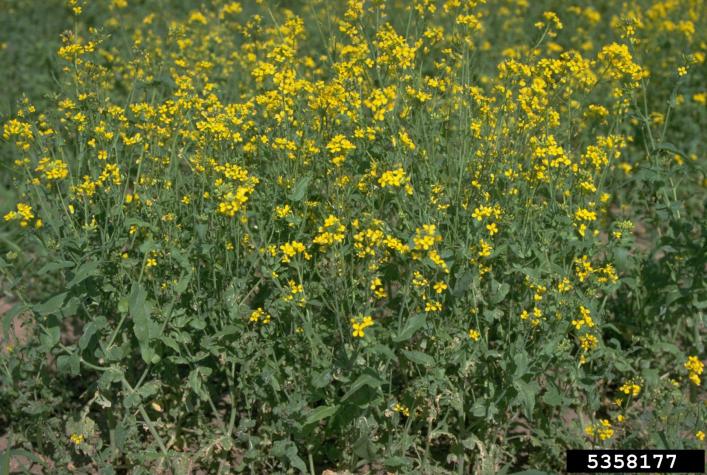 Cover crops like this canola can increase soil organic matter content, recycle existing nutrients, and mine the soil for nutrients that are too deep for common vegetables.Colorado State University