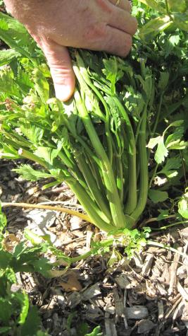 Celery provides a season-long harvest of stalks and greens.MU Extension 