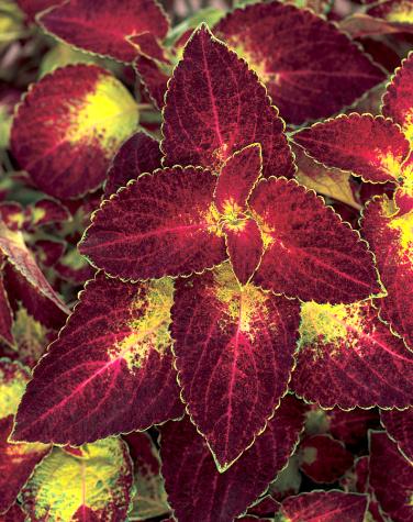 Coleus - Color Blaze - Dipt In WineNational Garden Bureau Inc.