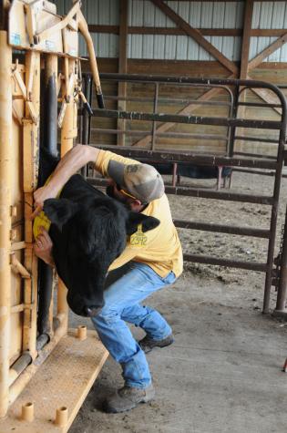 Ryan Lock places a GPS collar around a cow’s neck at the MU Beef Research Farm.Photo by Jason Vance