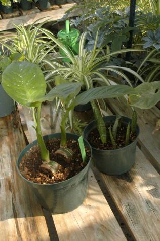 Dieffenbachia, snake plant and spider plants from an MU research greenhouse in Columbia.Debbie Johnson