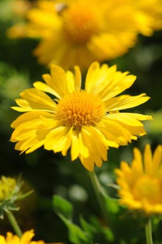 Gaillardia 'Mesa Yellow.' Photo courtesy National Garden Bureau Inc.