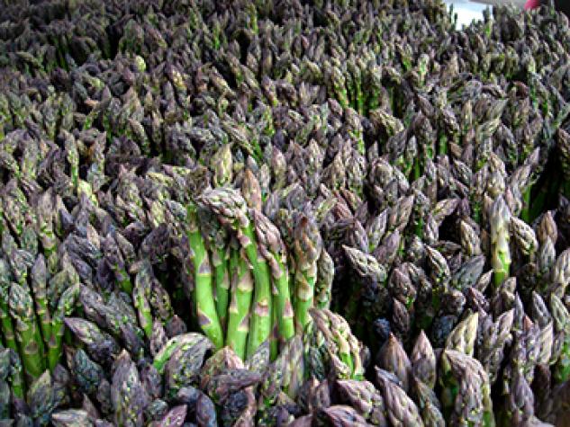Green aspargus tipsRyan Freisling