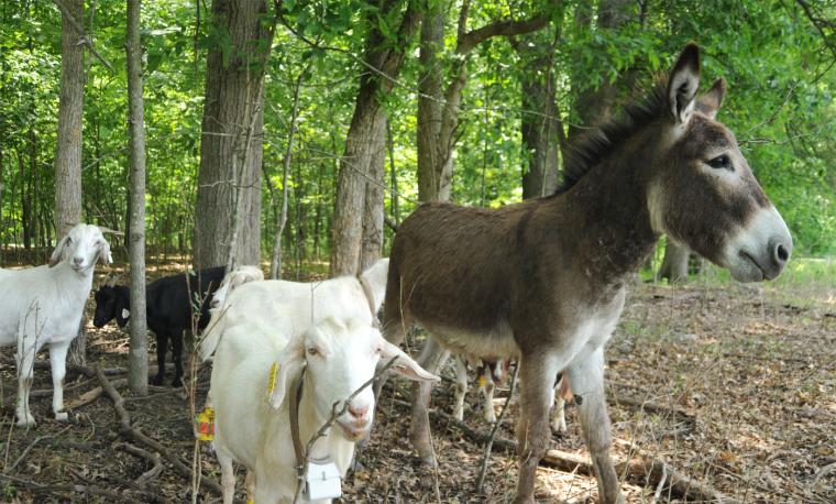 Donkeys are becoming the new "guard dog" of choice for many goat and sheep producers. Donkeys such as this one are used at a Lincoln University research farm in Jefferson City to protect goat herds. Emily Kaiser, MU Extension
