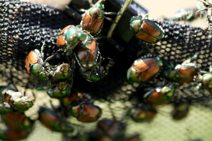Missouri farmers can subscribe to text alerts about Japanese beetles and five other key agricultural insect pests. Photo by Jessi Dodge, MU Extension.
