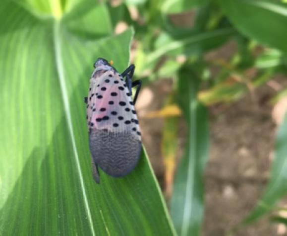 When its wings are not spread, the spotted lanternfly is fairly unremarkable in its appearance.Pennsylvania Department of Agriculture