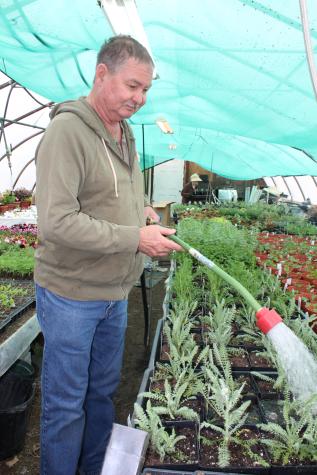 Audrain County greenhouse owner Tom Maxwell carries on the growing traditions of his mother, the late Sally Maxwell.Photo by Linda Geist