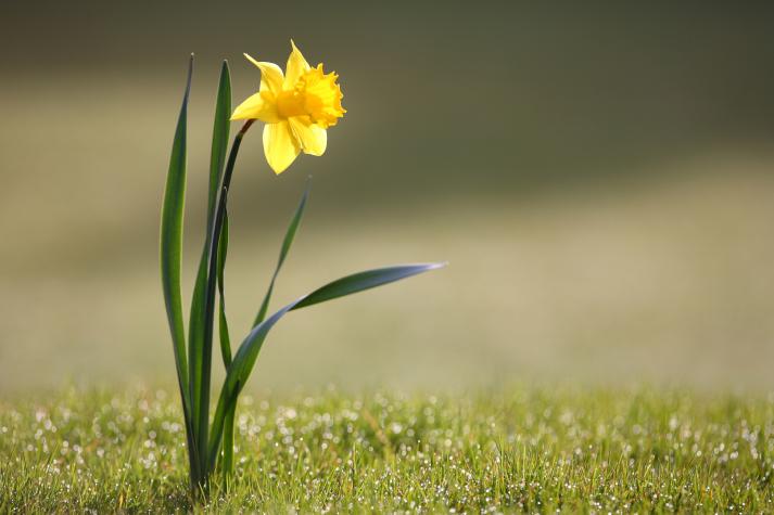 DaffodilMartin Hirtreiter
