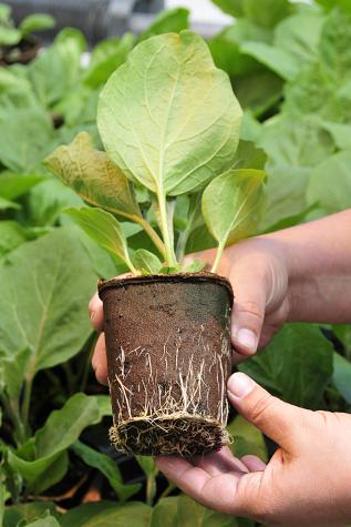 Biodegradable planting pots are generally made of wood fiber and peat moss. Roots easily penetrate the pot's porous walls.Steve Morse, University of Missouri Cooperative Media Group
