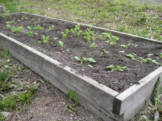 A raised bed like this can be used to get around poorly drained soils, but may provide a soil that is too well-drained.MU Extension