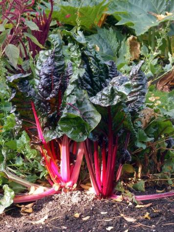Get ready for cool-season vegetables | MU Extension