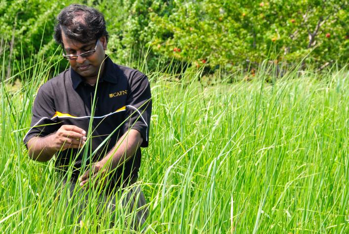 Shibu Jose in a test plot of switchgrass at the MU Horticulture and Agroforestry Research Center in New Franklin, Mo. MU Cooperative Media Group 