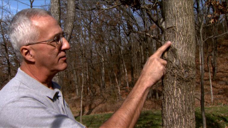 Hank Stelzer, MU Extension forestry specialist, shows how leaving the branch collar in place when pruning allows the tree to heal faster. MU Cooperative Media Group 