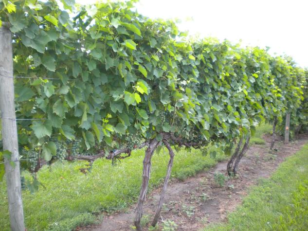  Grapevines trained to a vertical shoot position (VSP) trellis create a tight, dense curtain of shoots above the cordon.MU Extension 