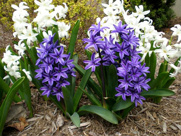 White and Purple HyacinthsElena Schifirnet