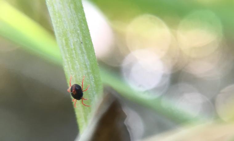 The winter grain mite, a pest of small grains and grasses, has a black body and distinct reddish-orange legs.Photo by Jill Scheidt