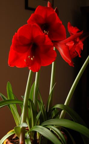 Amaryllis.