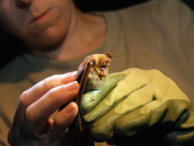 Biologist Bree McMurray examines a red bat at the Aug. 2009 Bat Blitz, Wappapello, Mo.MU Cooperative Media Group 