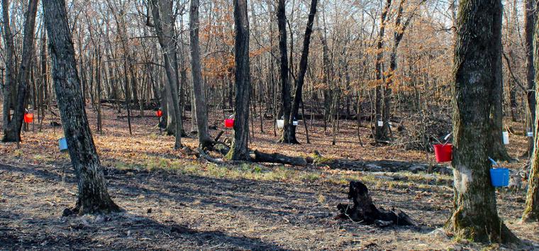 Red, white and blue buckets dot the woods near Mark Twain Lake where maple trees produce sap for syrup made by Marine veteran Jeremy Beaver. Beaver returned to his rural roots after serving two tours of duty as a U.S. Marine in Iraq.Photo by Linda Geist