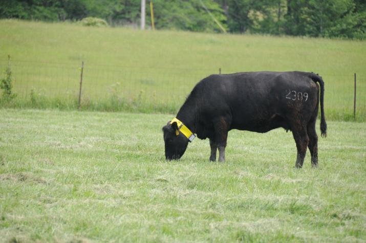 GPS collar records the cow's location as she grazes.Photo by Jason Vance