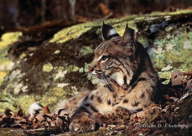 Getting close-up photos of elusive animals such as bobcats can take weeks or months of work. Glenn Chambers shot this photo of a bobcat for Audubon magazine in the 1970s.Photo courtesy Glenn Chambers