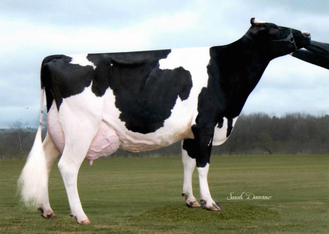 Dezi, a Lawrence County Holstein, churns out 201 pounds of milk per day, almost three times as much as the average Holstein.Photo by Sarah Damrow