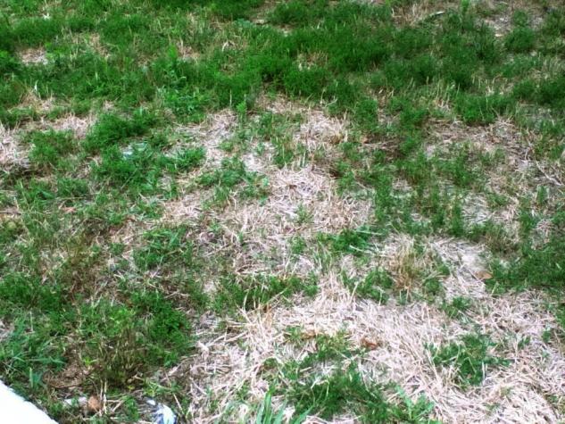 Patches of dormant grass.Debbie Johnson