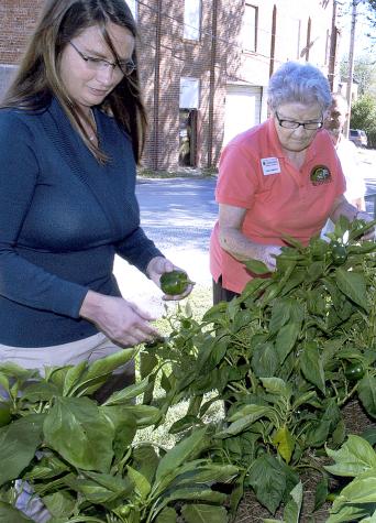 Marcy Weber, left, and master gardener Darra Simpson tend a community garden at the extension center in Cass County.Photo by Linda Geist