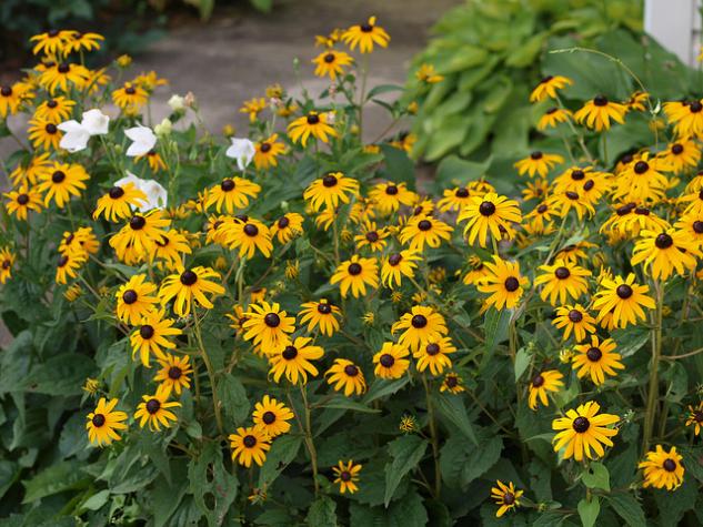Black-eyed Susan “Goldsturm.”  Photo by F.D. Richards, shared under a Creative Commons (BY) license.