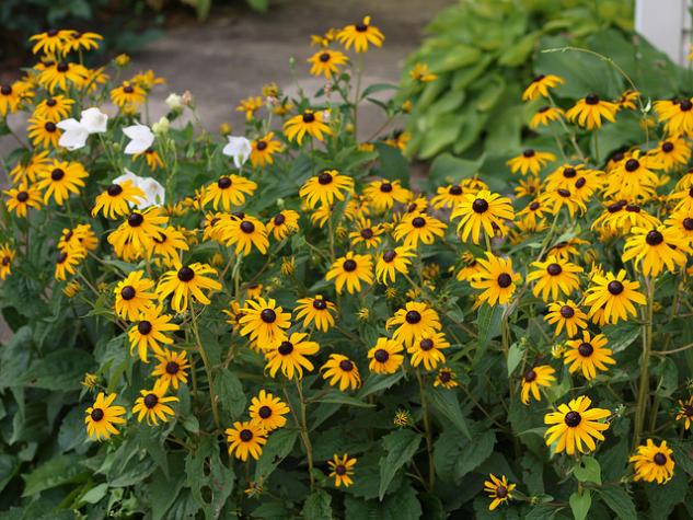 Black-eyed Susan “Goldsturm.”