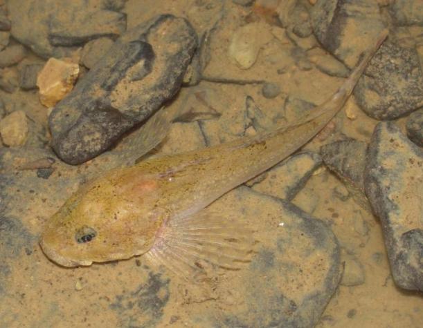 Nestings of the rare grotto sculpin, found only in Perry County, Mo., are increasing as a result of improved water quality through cooperation of MU Extension, NRCS and SWCD and other groups, including the Missouri Department of Conservation. Photo courtesy Missouri Department of Conservation