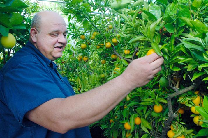 Jim Allphin picks lemons from the tree in the family greenhouse. He sells apples and lemons at the Webb City Farmers Market in the summer. Photo by Linda Geist