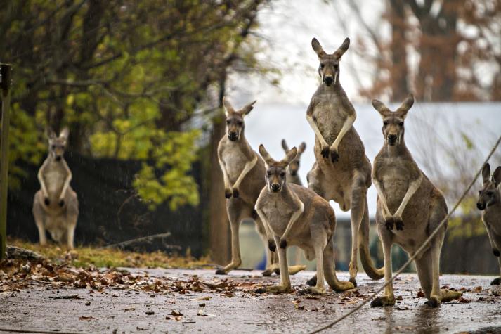 During the day, kangaroos roam the Kansas City Zoo's 7-acre Australia section. Kyle Spradley, University of Missouri