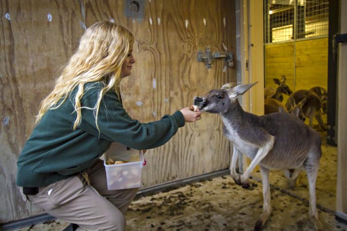 Zookeeper Kelsey Goens, a 2013 MU graduate, feeds kangaroos at the Kansas City Zoo. Kyle Spradley, University of Missouri