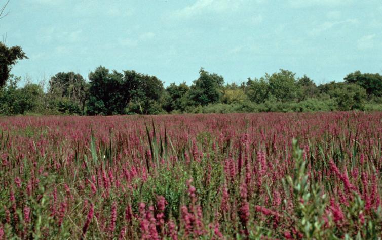 Purple loosestrife is considered a noxious weed in Missouri.Bernd Blossey, Cornell University, Bugwood.org