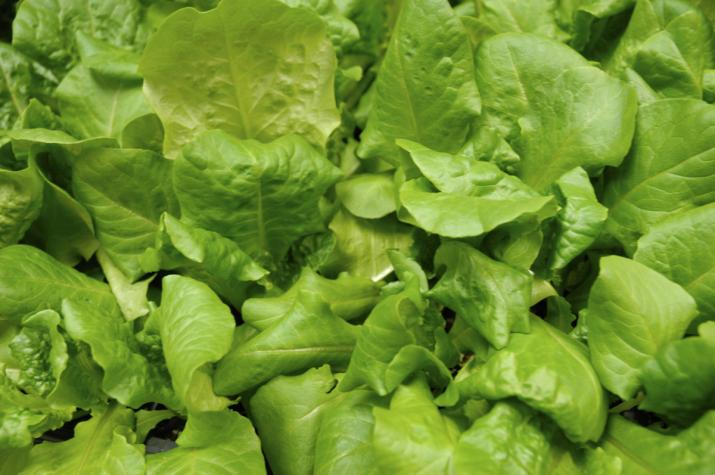 Bibb (buttercrunch) lettuce is one of the most popular choices for container salad gardens.Photo by Linda Geist