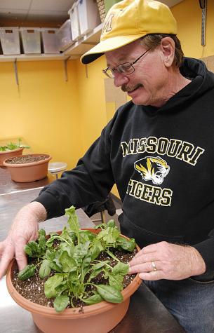 Barry Fitzgerald of Columbia planted a lettuce container garden at a Tiger Garden class on the MU campus recently. Photo by Linda Geist