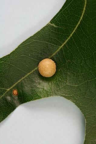 Tiny round galls that have appeared on oak trees are harmless, according to Michele Warmund, horticulture professor and University of Missouri Extension fruit specialist. 