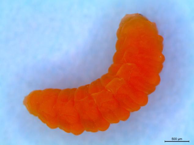 In autumn, one or more bright orange larvae will emerge from galls, which are 2-5 mm in diameter. 
